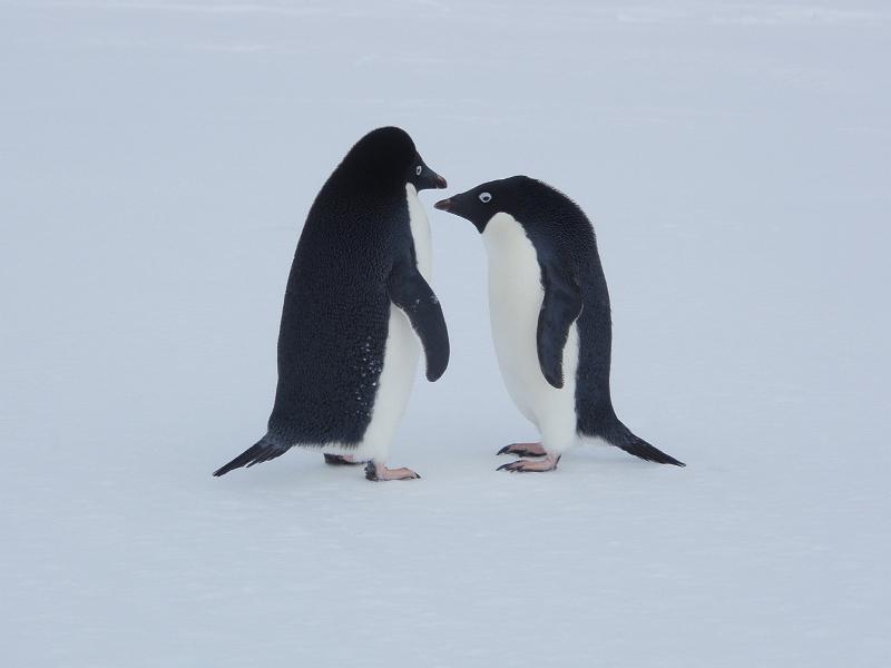 Adelie penguins 17.JPG